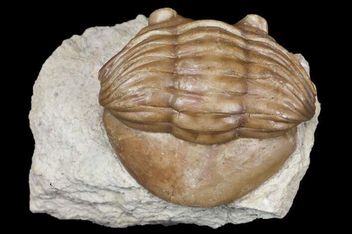 Bargain, Asaphus Latus Trilobite - Russia #125678